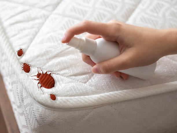 Best Bed Bug Extermination  in Junction, TX