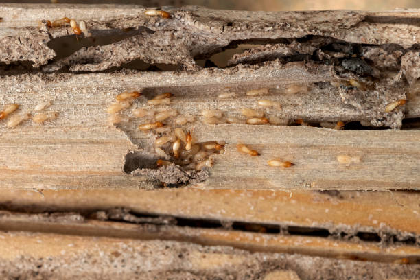 Flea Control Services in Junction, TX